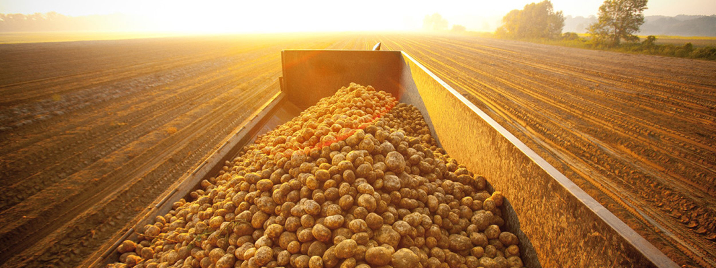 Potato Gazette